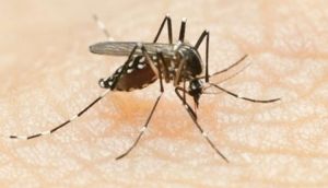 Mosquito Aedes