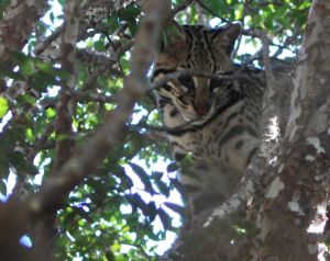 Jaguatirica em cima do p de Jabuticabeira