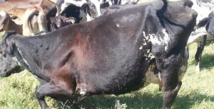 Animais sendo atacados pela mosca Stomoxys calcitrans